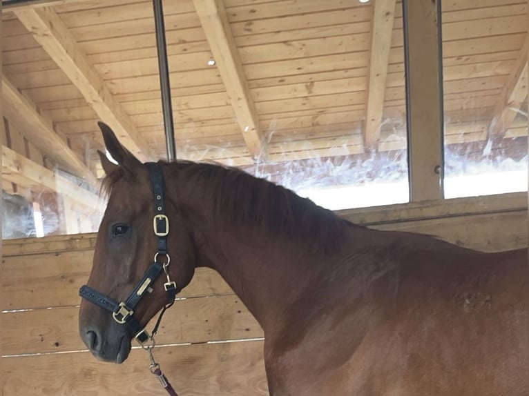 Hungarian Sport Horse Gelding 6 years 16 hh Chestnut-Red in Obertrum am Ser