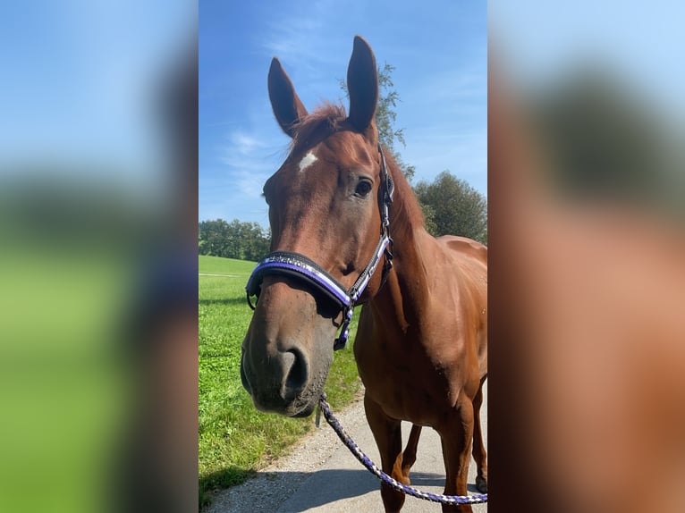 Hungarian Sport Horse Gelding 6 years 16 hh Chestnut-Red in Obertrum am Ser