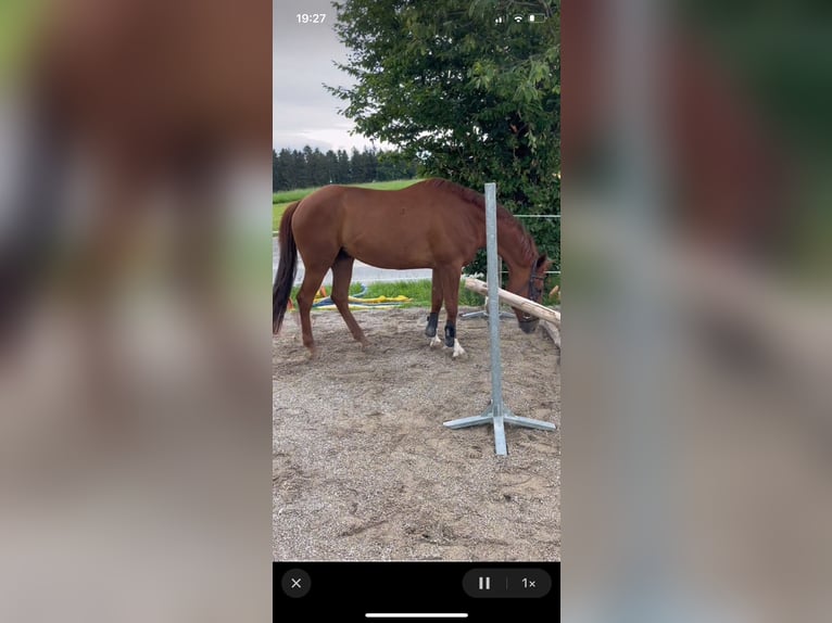 Hungarian Sport Horse Gelding 6 years 16 hh Chestnut-Red in Obertrum am Ser