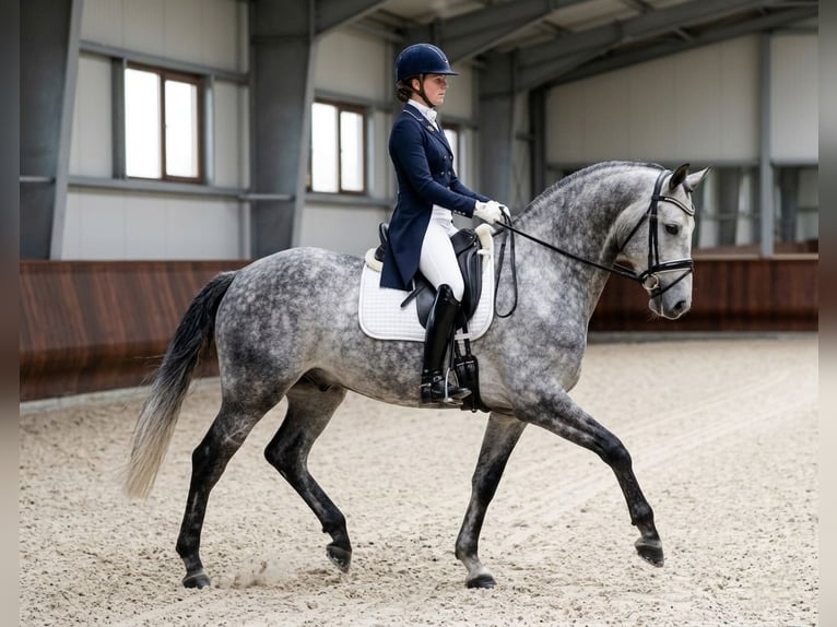 Hungarian Sport Horse Gelding 6 years 16 hh Grey in Budapest