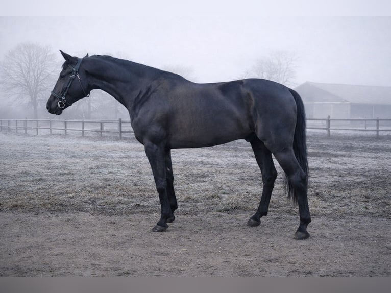 Hungarian Sport Horse Gelding 6 years 16,1 hh Black in Kismarja