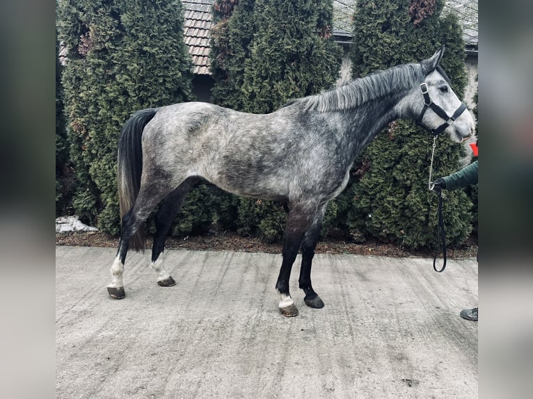 Hungarian Sport Horse Mix Gelding 6 years 16,1 hh Grey in Besenyőtelek