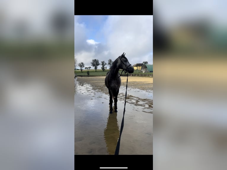 Hungarian Sport Horse Gelding 6 years 16,1 hh Grey in St. Valentin