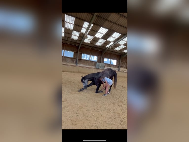 Hungarian Sport Horse Gelding 6 years 16,1 hh Grey in St. Valentin