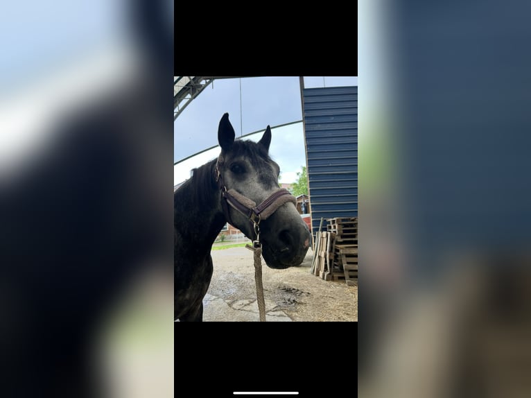 Hungarian Sport Horse Gelding 6 years 16,1 hh Grey in St. Valentin