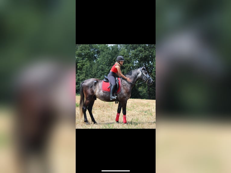 Hungarian Sport Horse Gelding 6 years 16,1 hh Grey in St. Valentin