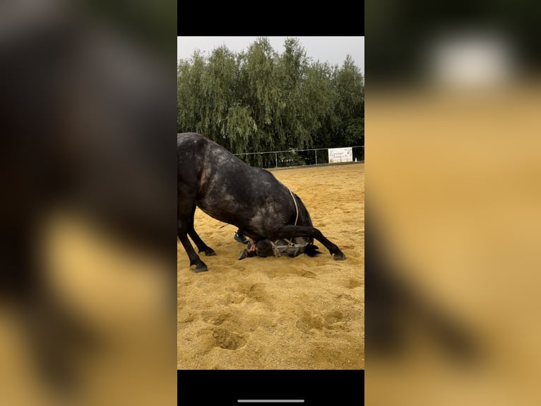 Hungarian Sport Horse Gelding 6 years 16,1 hh Grey in St. Valentin