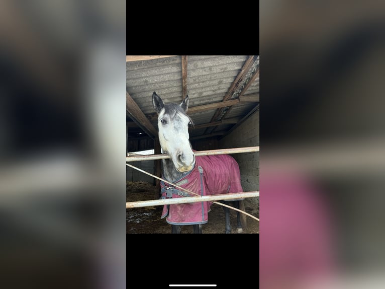 Hungarian Sport Horse Gelding 6 years 16,1 hh Grey in St. Valentin