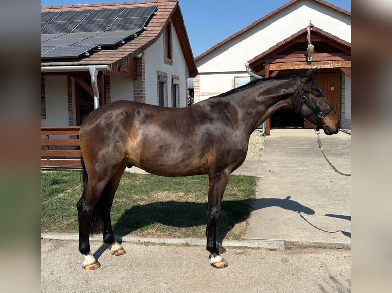 Hungarian Sport Horse Gelding 6 years 16,2 hh Bay in Tass
