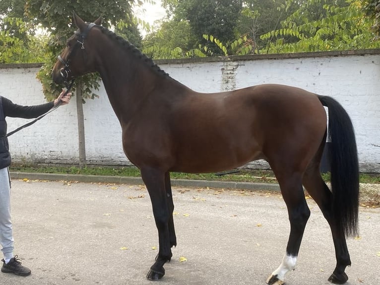 Hungarian Sport Horse Gelding 6 years 16,2 hh Bay-Dark in T&#xE1;pi&#xF3;s&#xE1;g