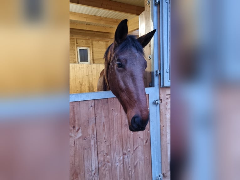 Hungarian Sport Horse Gelding 6 years 17 hh Brown in Breitenfurt bei Wien