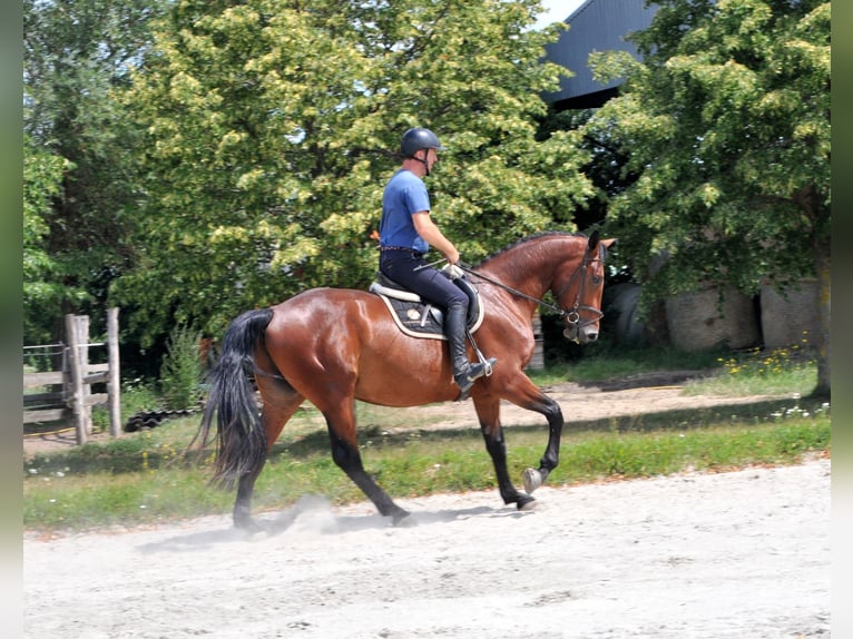 Hungarian Sport Horse Gelding 6 years 17 hh Brown in Breitenfurt bei Wien