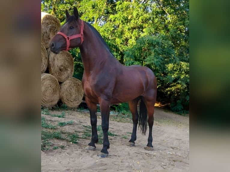 Hungarian Sport Horse Mix Gelding 6 years 17 hh Brown in Biharugra Hungarian Sport Horse Mix Gelding 6 years 17 hh Brown in Biharugra