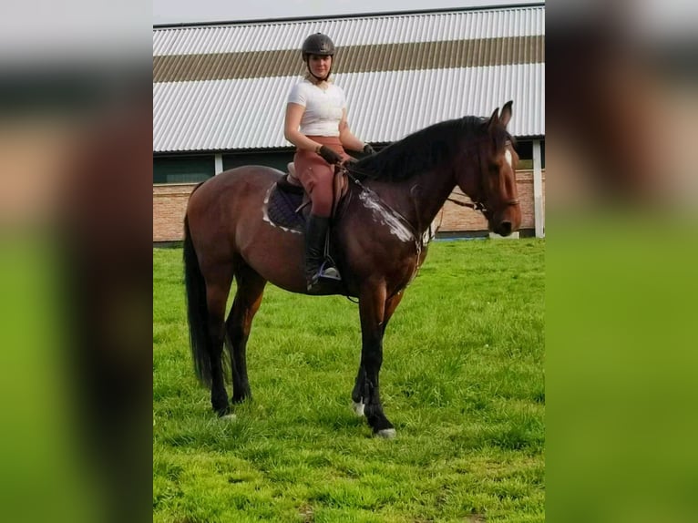 Hungarian Sport Horse Gelding 6 years 17 hh Brown in Csabacsüd