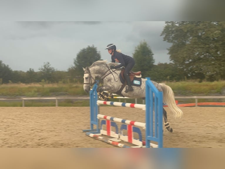 Hungarian Sport Horse Mix Gelding 7 years 14,1 hh Gray-Blue-Tan in Weert