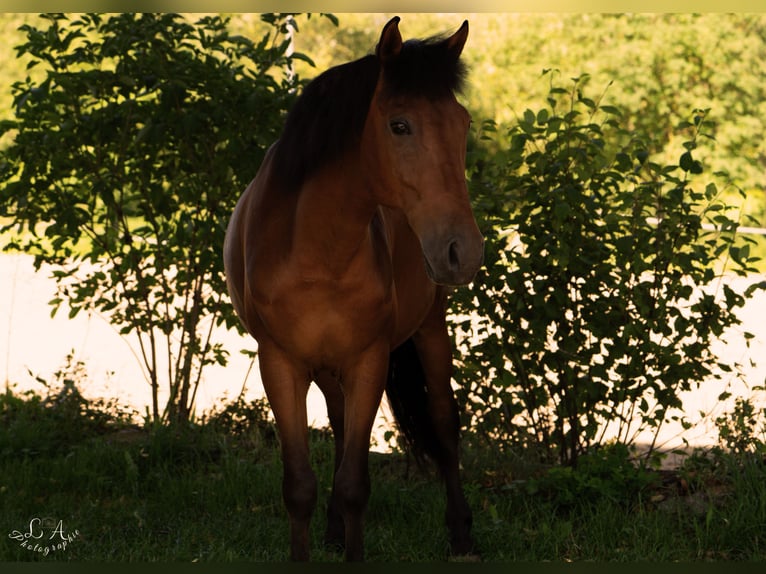 Hungarian Sport Horse Mix Gelding 7 years 14,2 hh Brown in EllingenEllingen