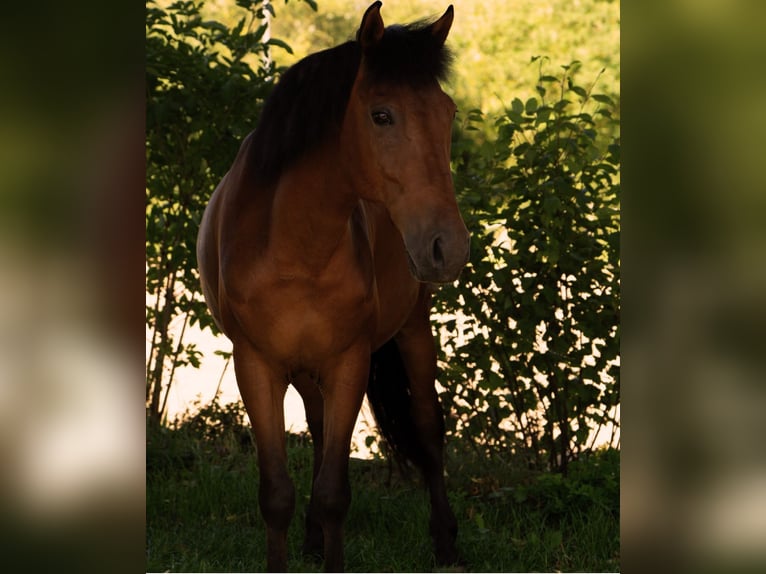 Hungarian Sport Horse Gelding 7 years 14,3 hh Brown in Ellingen