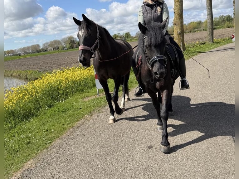 Hungarian Sport Horse Mix Gelding 7 years 14 hh Black in Zwartewaal