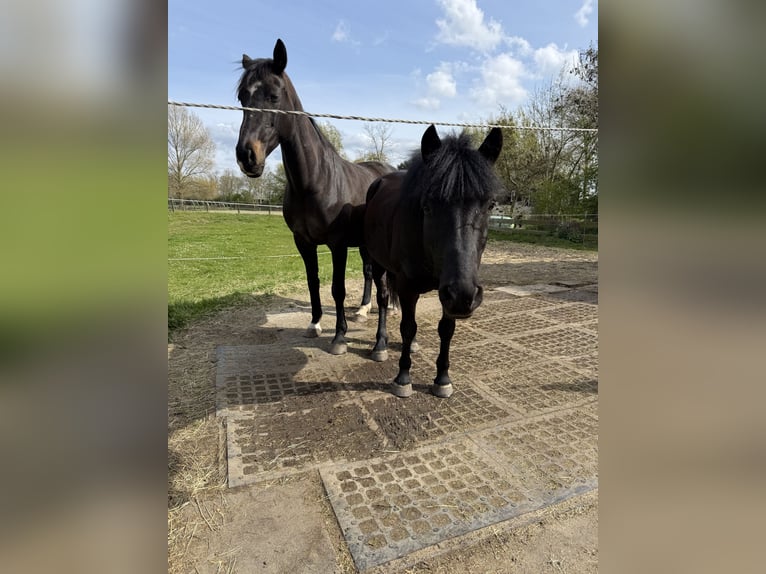 Hungarian Sport Horse Gelding 7 years 14 hh Black in Zwartewaal