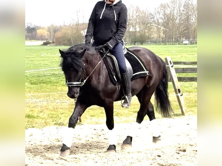 Hungarian Sport Horse Gelding 7 years 14 hh Smoky-Black in Zwartewaal