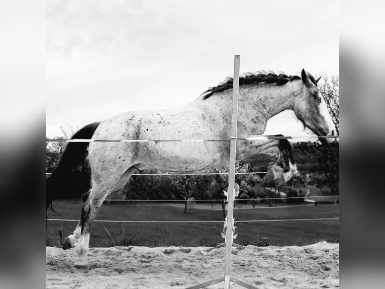Hungarian Sport Horse Gelding 7 years 14,2 hh Grey-Red-Tan in Baumgartenberg