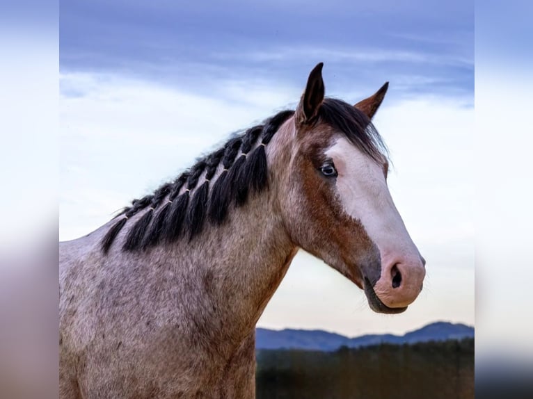 Hungarian Sport Horse Gelding 7 years 14,2 hh Grey-Red-Tan in Baumgartenberg
