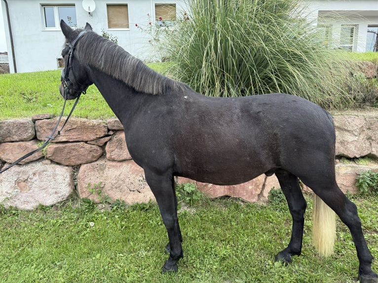 Hungarian Sport Horse Gelding 7 years 14,3 hh Grey-Dark-Tan in Neckargem&#xFC;nd