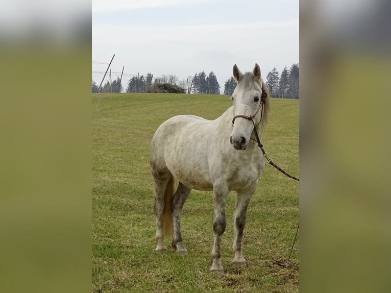 Hungarian Sport Horse Gelding 7 years 15,1 hh Gray in Ravensburg