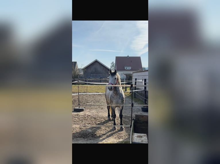 Hungarian Sport Horse Gelding 7 years 15.1 hh Grey-Dapple in Leiblfing