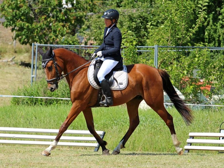 Hungarian Sport Horse Gelding 7 years 15.2 hh Bay in Győrság