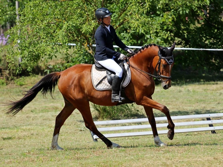 Hungarian Sport Horse Gelding 7 years 15.2 hh Bay in Győrság
