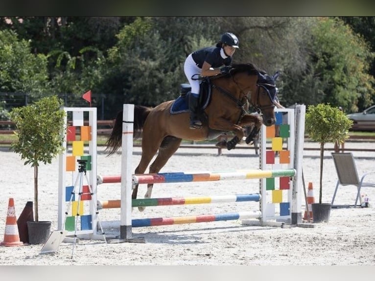 Hungarian Sport Horse Gelding 7 years 15.2 hh Bay in Győrság