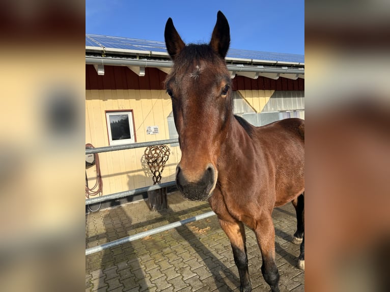 Hungarian Sport Horse Gelding 7 years 15,2 hh Brown in Innernzell