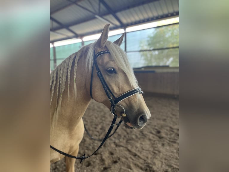 Hungarian Sport Horse Gelding 7 years 15.2 hh Palomino in Scharndorf
