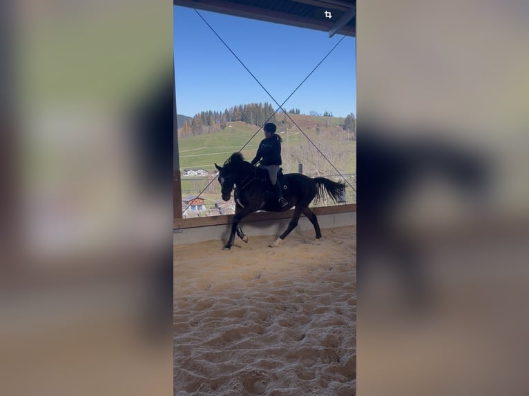 Hungarian Sport Horse Gelding 7 years 15,3 hh Bay-Dark in Embach