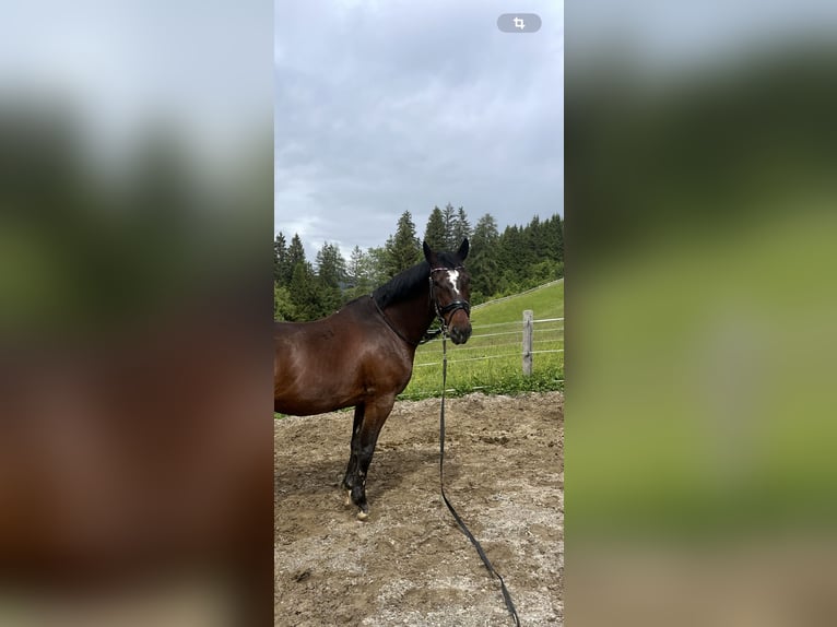 Hungarian Sport Horse Gelding 7 years 15,3 hh Bay-Dark in Embach