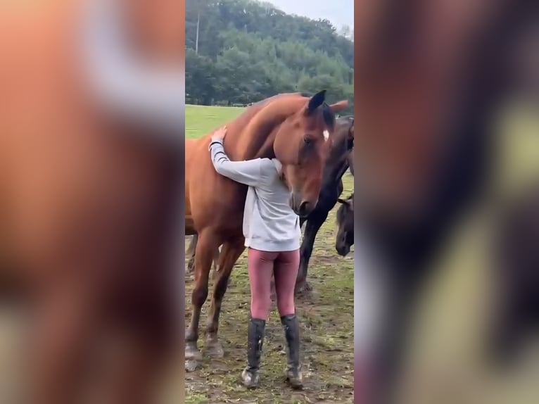 Hungarian Sport Horse Mix Gelding 7 years 15,1 hh Brown in Sittendorf