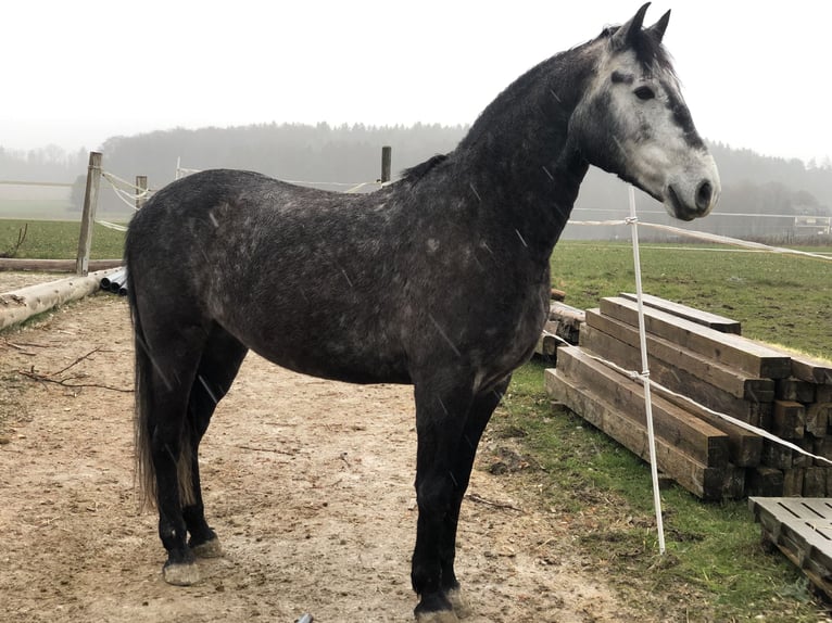 Hungarian Sport Horse Gelding 7 years 15,1 hh Grey-Dark-Tan in Denkendorf