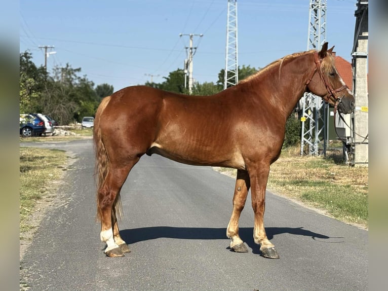 Hungarian Sport Horse Gelding 7 years 15,2 hh Chestnut-Red in B&#xE9;k&#xE9;s