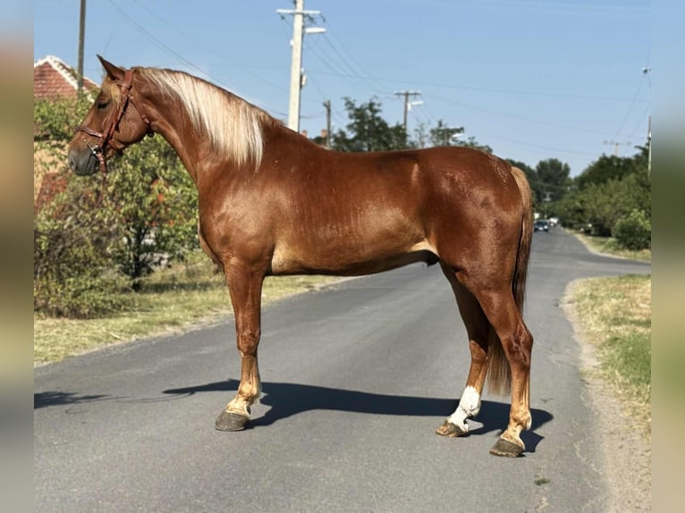 Hungarian Sport Horse Gelding 7 years 15,2 hh Chestnut-Red in B&#xE9;k&#xE9;s