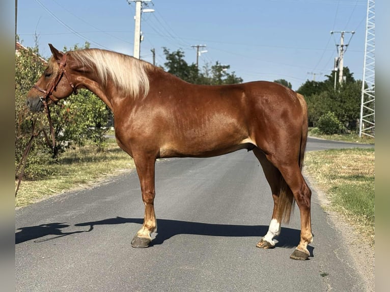 Hungarian Sport Horse Gelding 7 years 15,2 hh Chestnut-Red in B&#xE9;k&#xE9;s