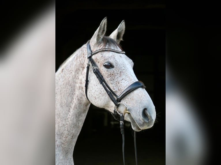 Hungarian Sport Horse Gelding 7 years 16,1 hh Gray-Fleabitten in Glandorf