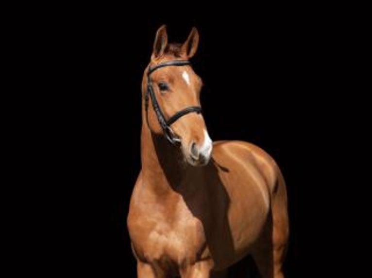 Hungarian Sport Horse Gelding 7 years 16.2 hh Chestnut-Red in Máriakálnok