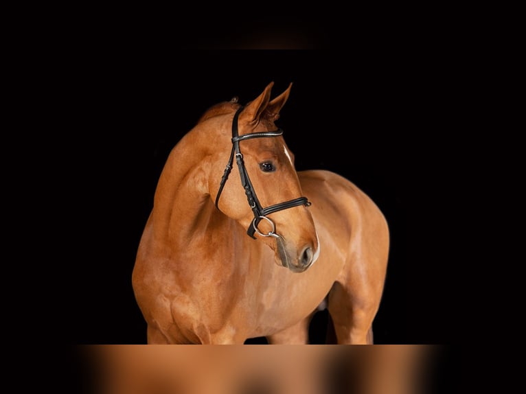 Hungarian Sport Horse Gelding 7 years 16.2 hh Chestnut-Red in Máriakálnok