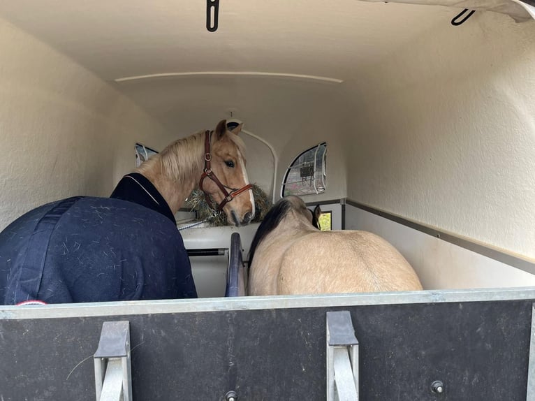 Hungarian Sport Horse Gelding 7 years 16,2 hh Palomino in Hönow