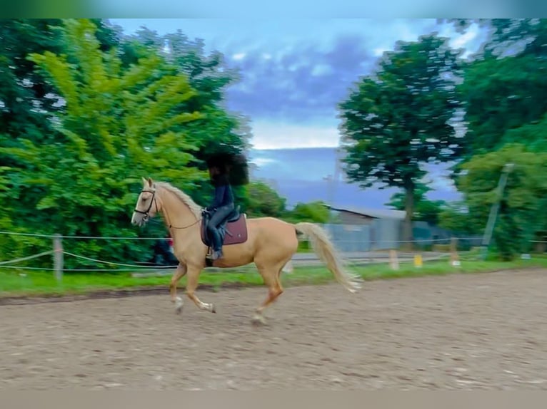 Hungarian Sport Horse Gelding 7 years 16,2 hh Palomino in Hönow