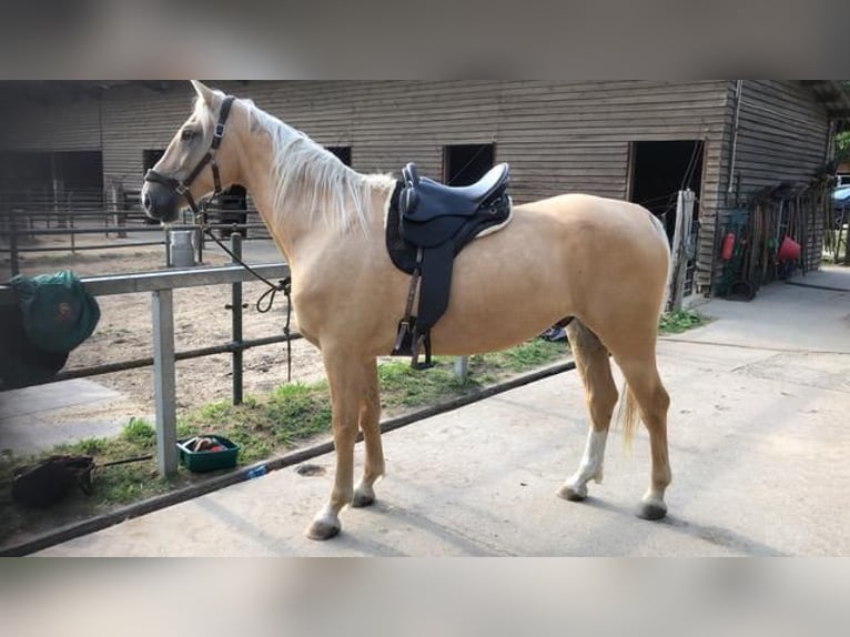 Hungarian Sport Horse Gelding 7 years 16,2 hh Palomino in Hönow