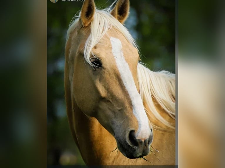 Hungarian Sport Horse Gelding 7 years 16,2 hh Palomino in Hönow