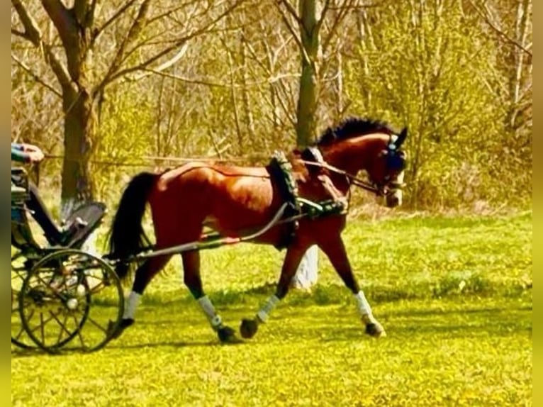 Hungarian Sport Horse Gelding 7 years 16 hh Bay in Tass
