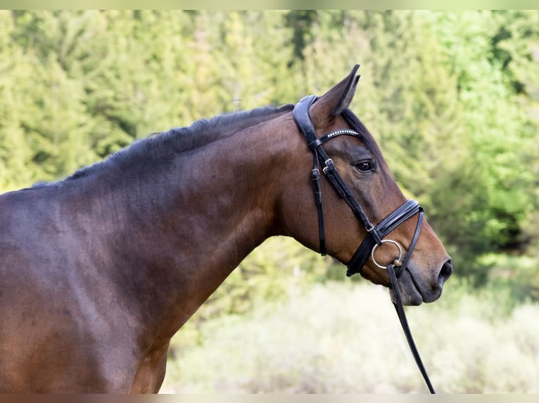 Hungarian Sport Horse Gelding 7 years 16 hh Bay-Dark in Pittenhart